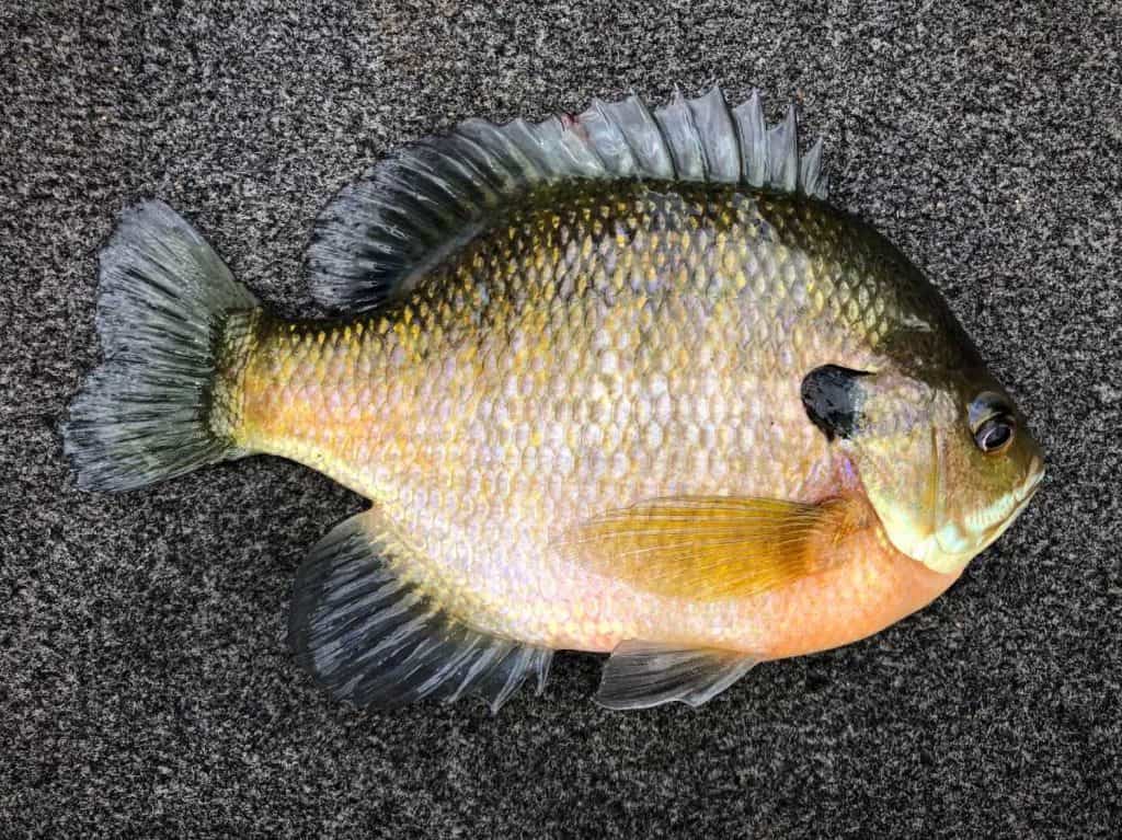 keeper size bluegill on grey background