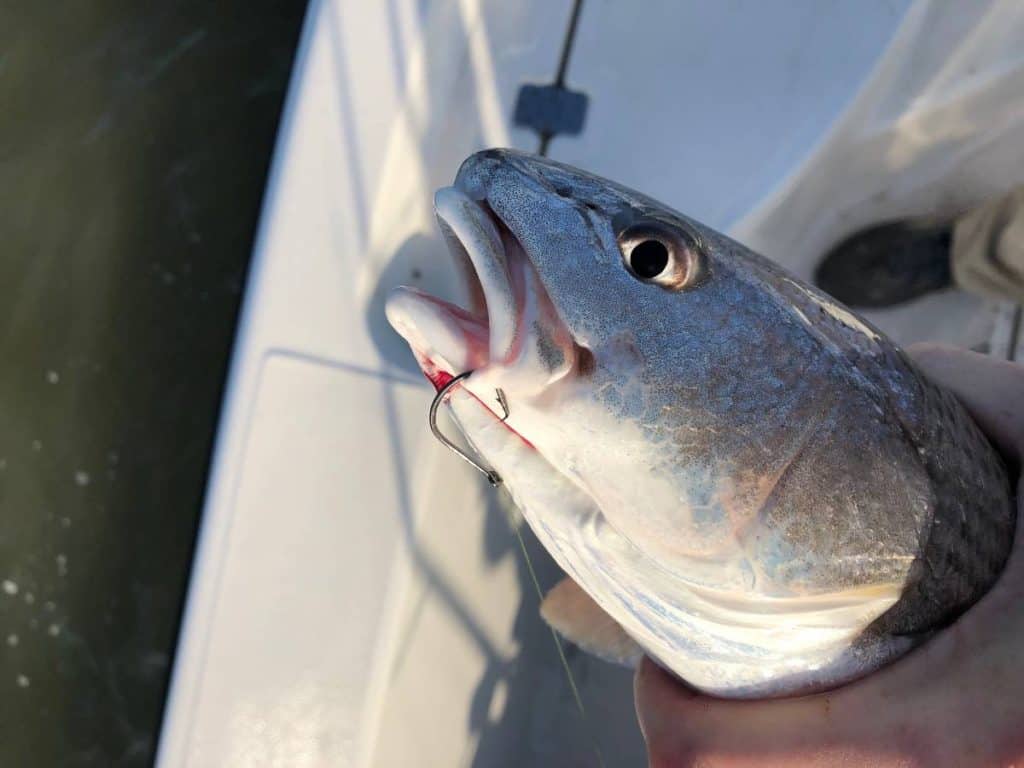 perfect circle hookset on redfish