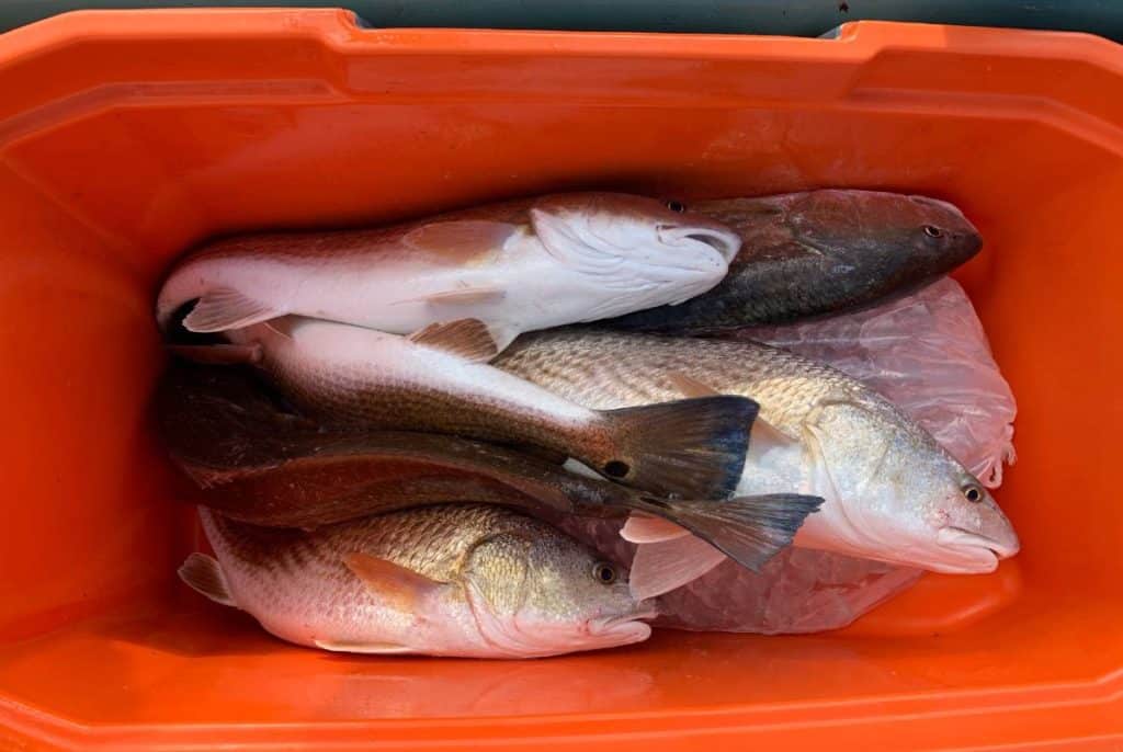 cooler of redfish on ice
