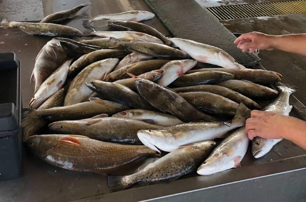 multi-person limit of speckled trout and redfish