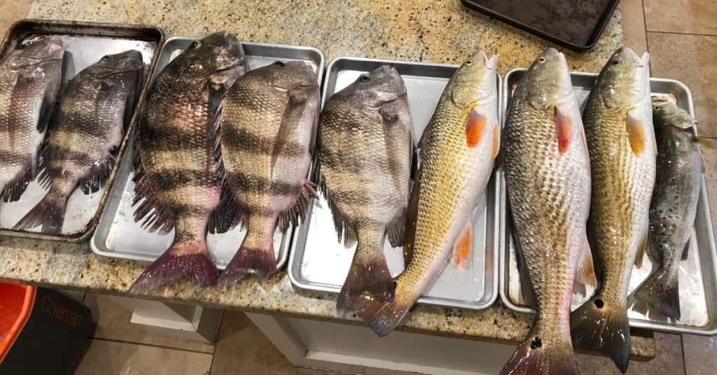 fish catch sheepshead redfish trout