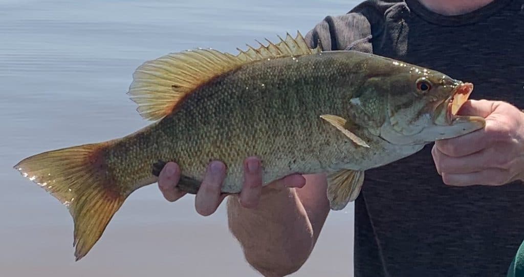 closeup of andrew juran holding Smallmouth bass with vertical brown stripes