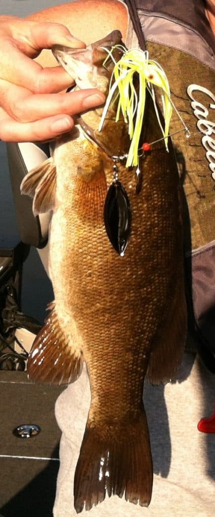 Smallmouth bass caught with white and chartreuse spinnerbait