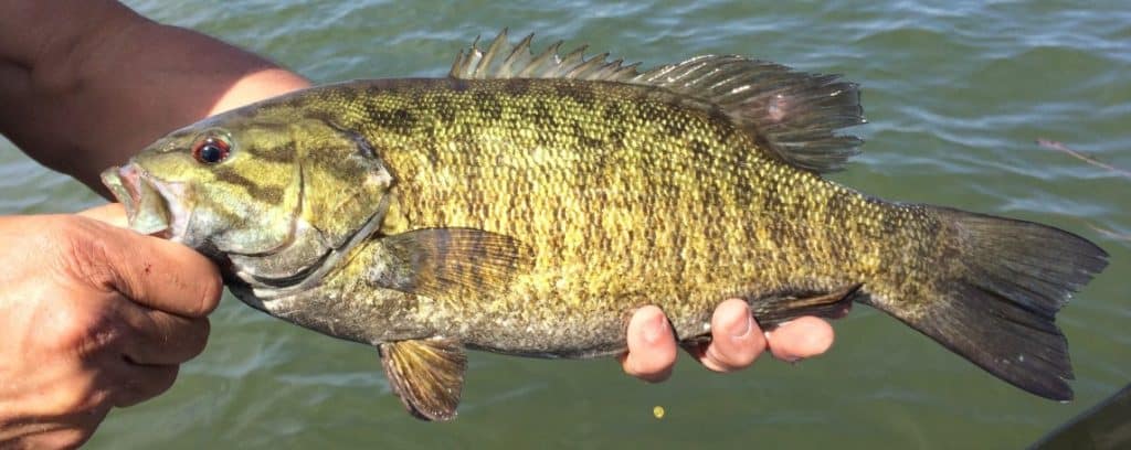 picture of beautiful smallmouth bass with green coloring and brown spots and stripes