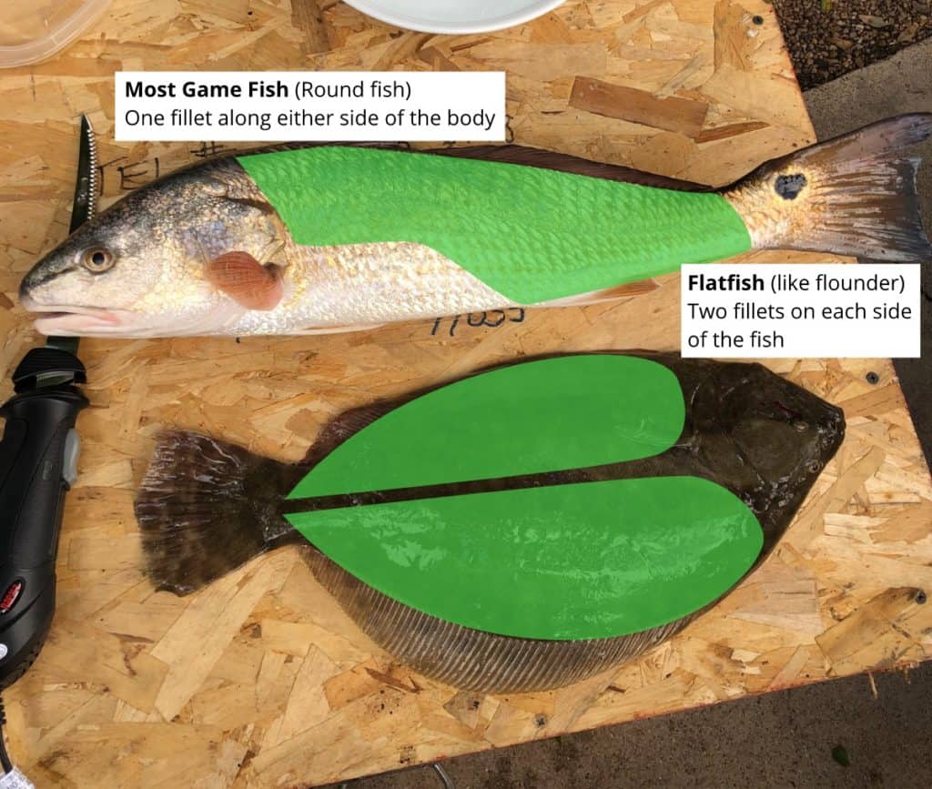 overlay showing fillet locations on round fish vs flatfish