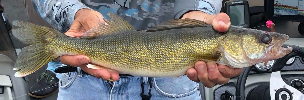 walleye caught jig fishing