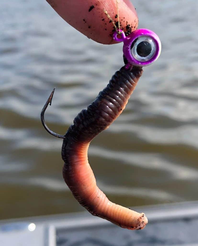 purple mooneye jig head with nightcrawler