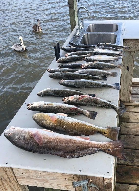 fillet table with redfish and speckled trout with pelicans waiting for leftovers