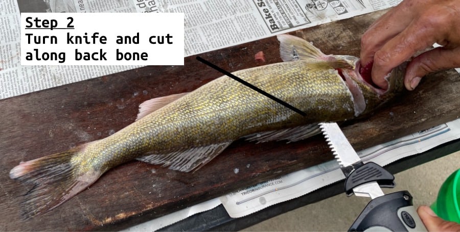 fish filleting step 2 cut along backbone to tail