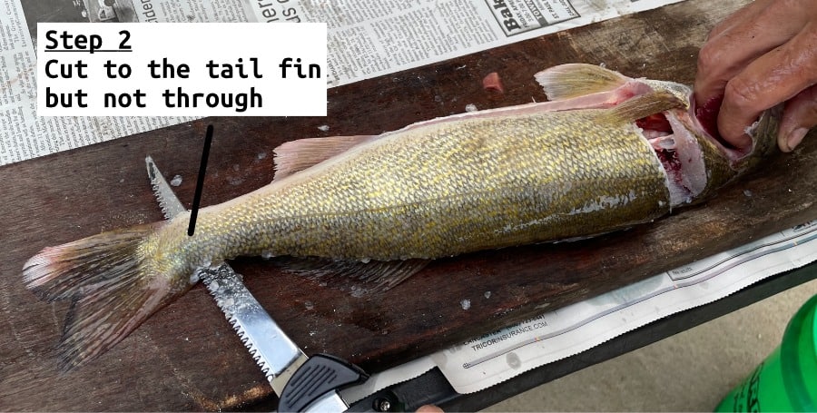 fish filleting step 2 cut along backboneto tail but not through skin