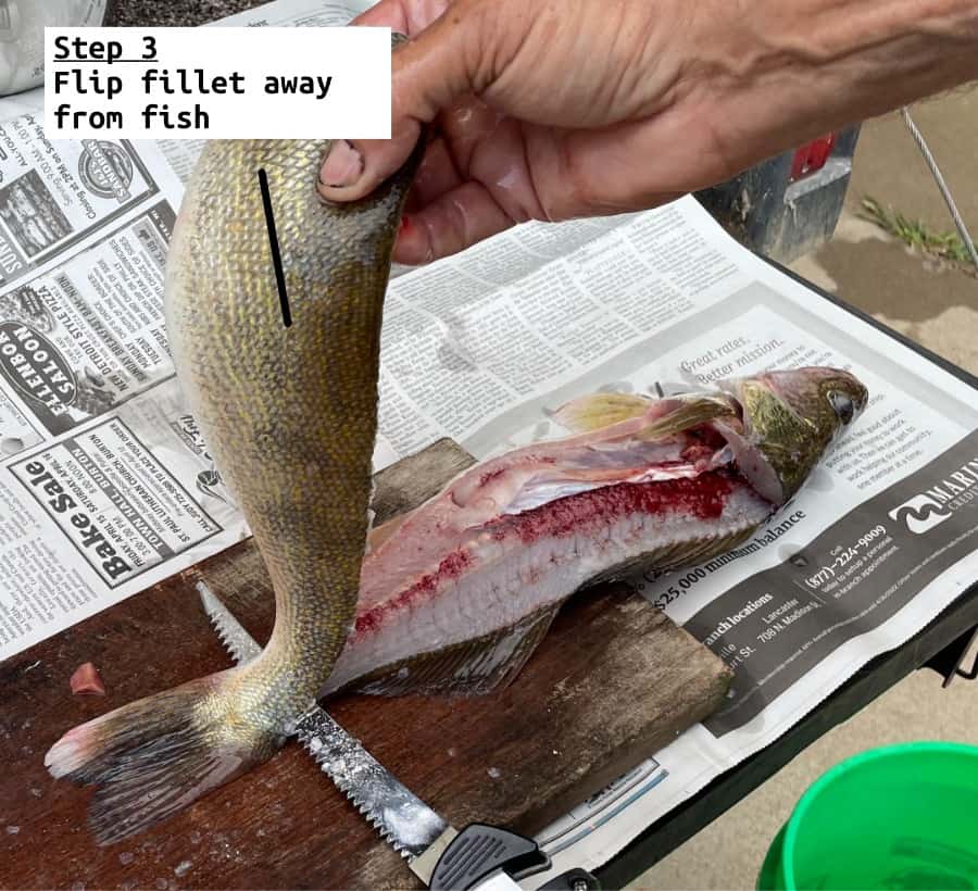 fish filleting step 3 flip fillet away from fish