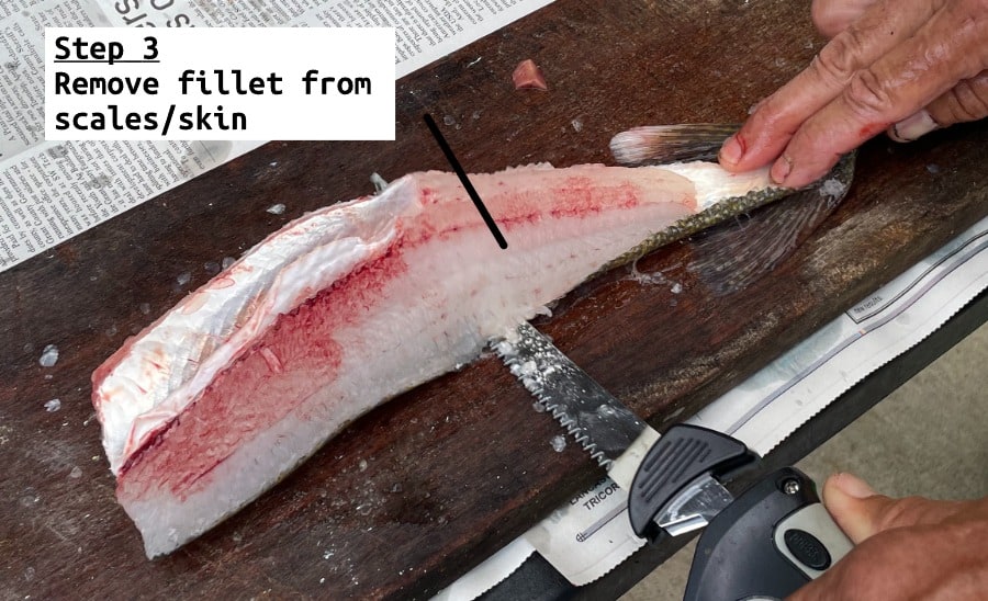 fish filleting step 3 remove fillet from skin and scales