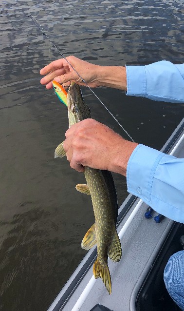 papa juran holding northern pike caught with lipless crankbait