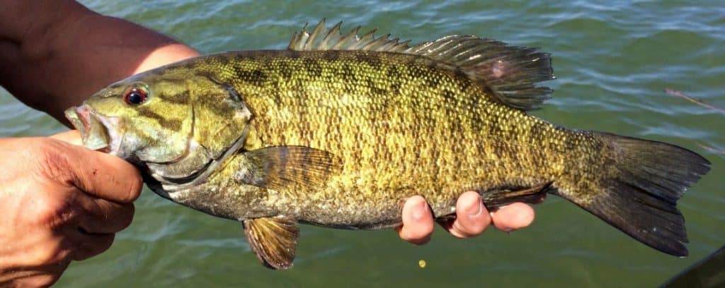 smallmouth-bass-closeup-with-beautiful-figuring