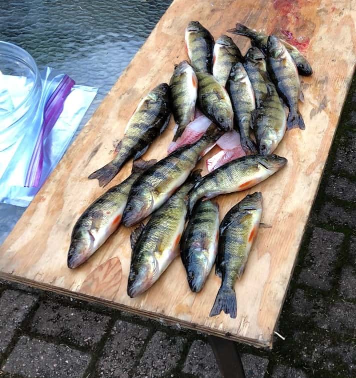 fillet board with large catch of perch