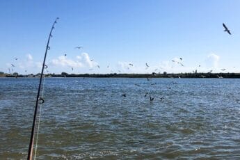 surf fishing with live bait bottom rigs under diving birds