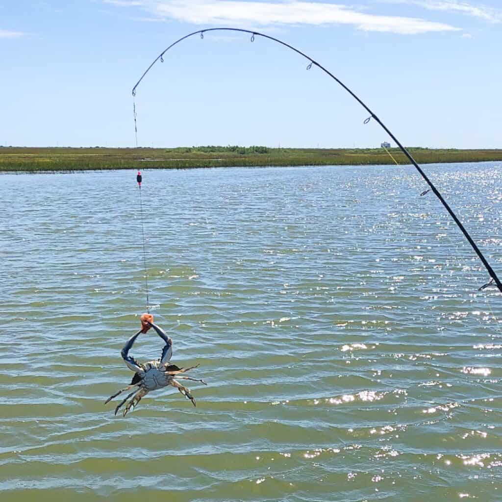 crab holding onto bait on fishing rod