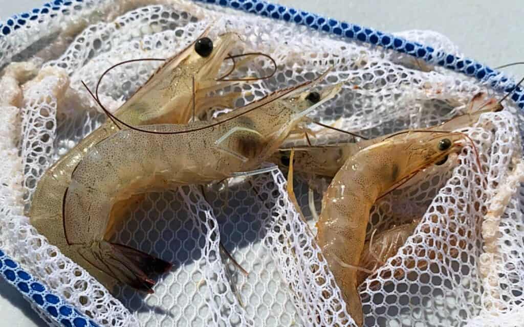 live shrimp in a dip net