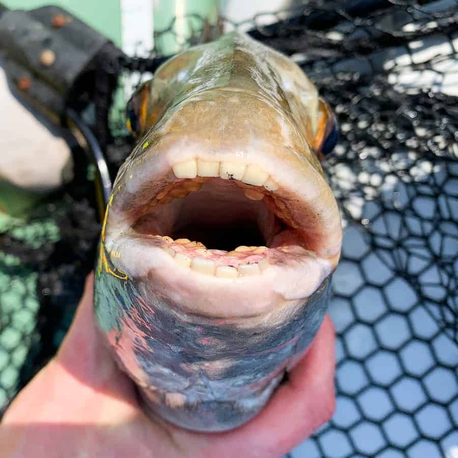 sheepshead fish teeth