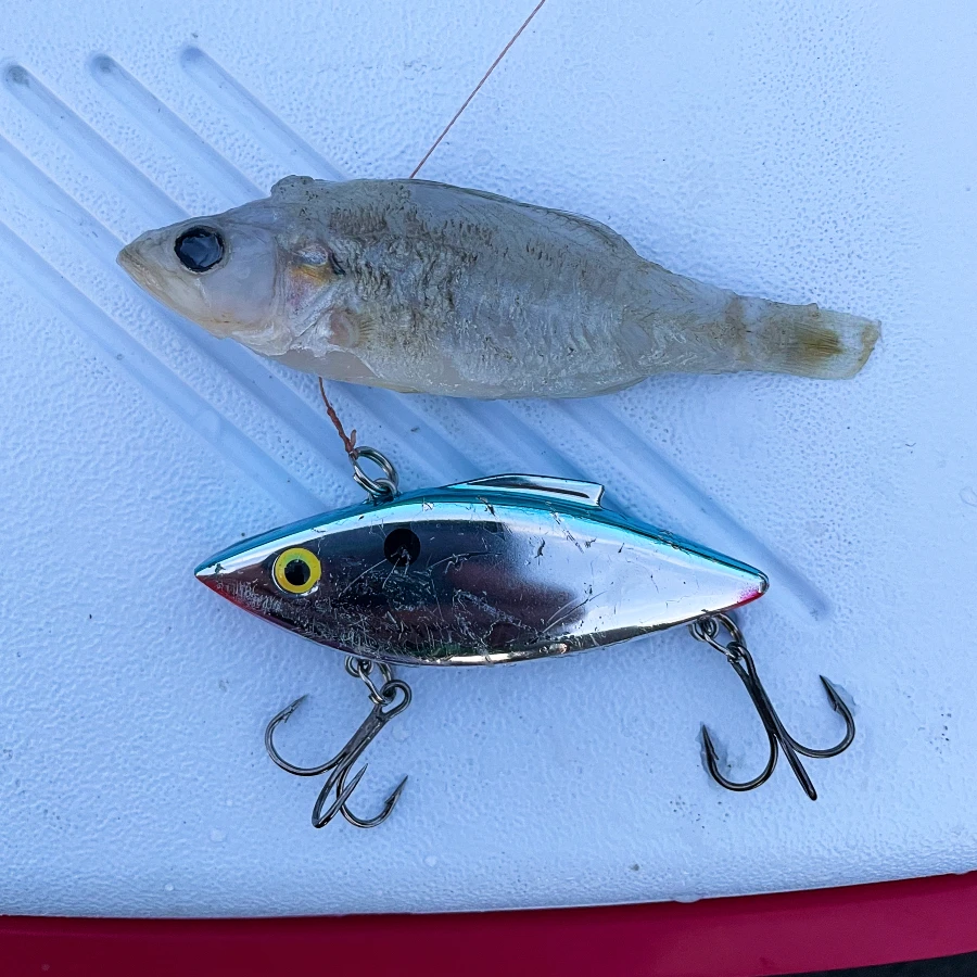 match the hatch example of silver lipless crankbait matching shad color and shape